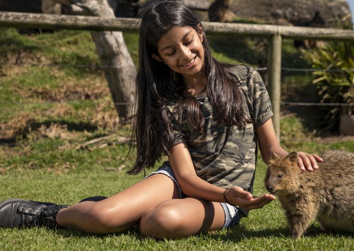 ニューサウスウェールズ州でオーストラリアのかわいい動物に ニューサウスウェールズ州でオーストラリアのかわいい動物に